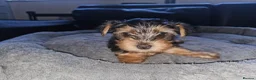 Yorkshire Terrier dogs for sale: 🐶 💖Pedigree Yorkshire Terrier Puppies💖 🐶 - Advert 22
