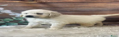Golden Retriever 2