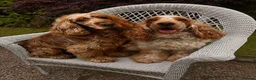 Cocker Spaniel dogs for sale: 🍋REAVAILABLE KC lemon roan show cocker - Advert 14