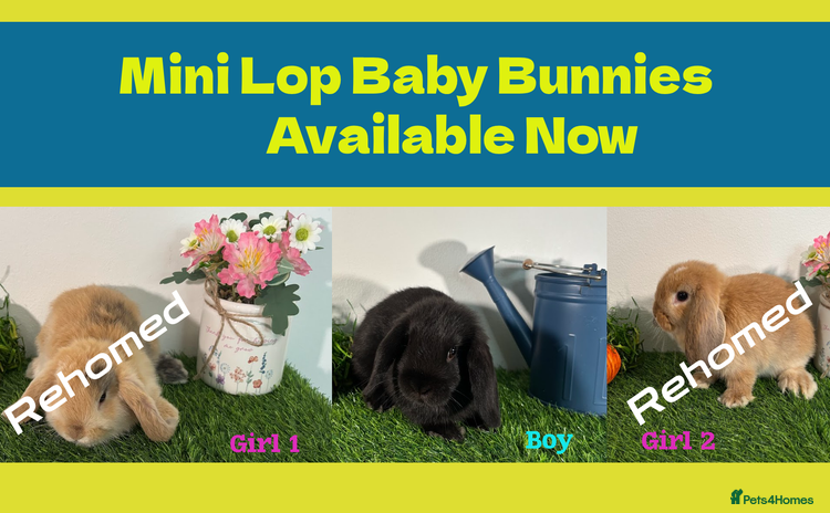 Mini Lop rabbits - Advert 3
