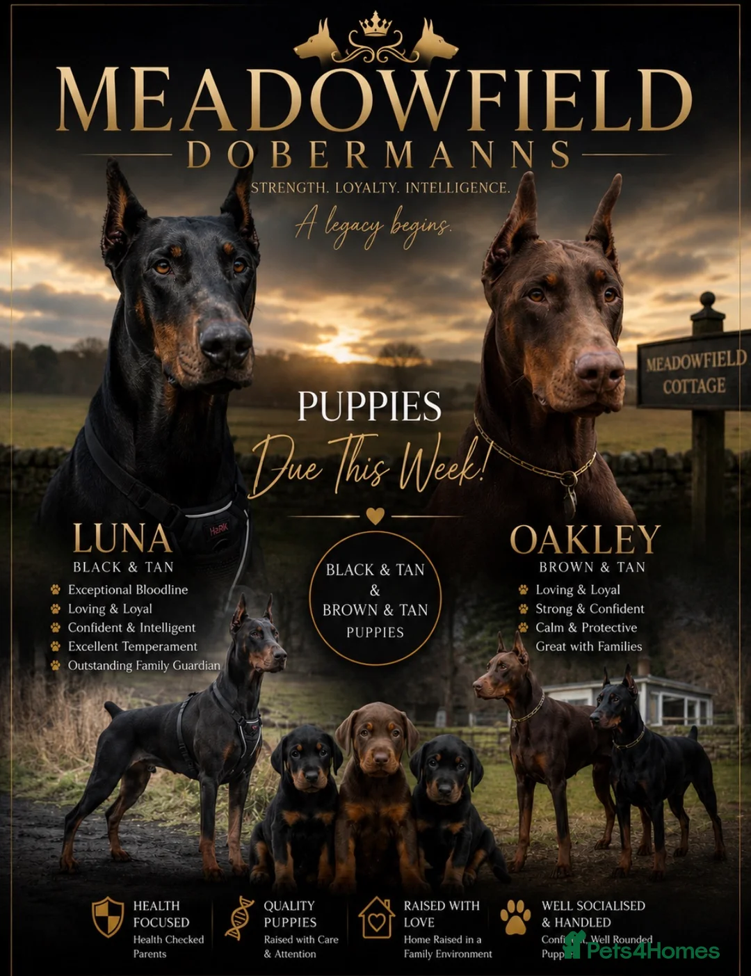 Dobermann dogs for sale: Exceptional Pedigree Doberman pups for sale  in Burntisland - Advert 2