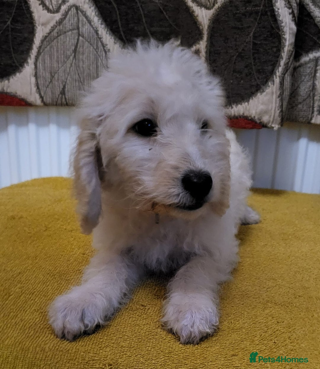 Mixed Breed dogs for sale: Cockapoo cross puppies  - Image 4
