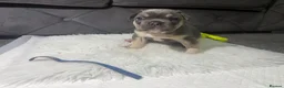 French Bulldog dogs for sale: 🐾Outstanding litter of 6 💙💖 - Advert 18