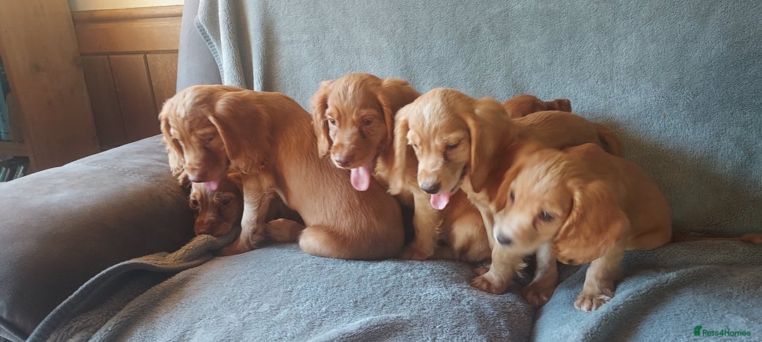 Cocker Spaniel dogs for sale: Beautiful health checked cocker spaniel puppies - Image 4