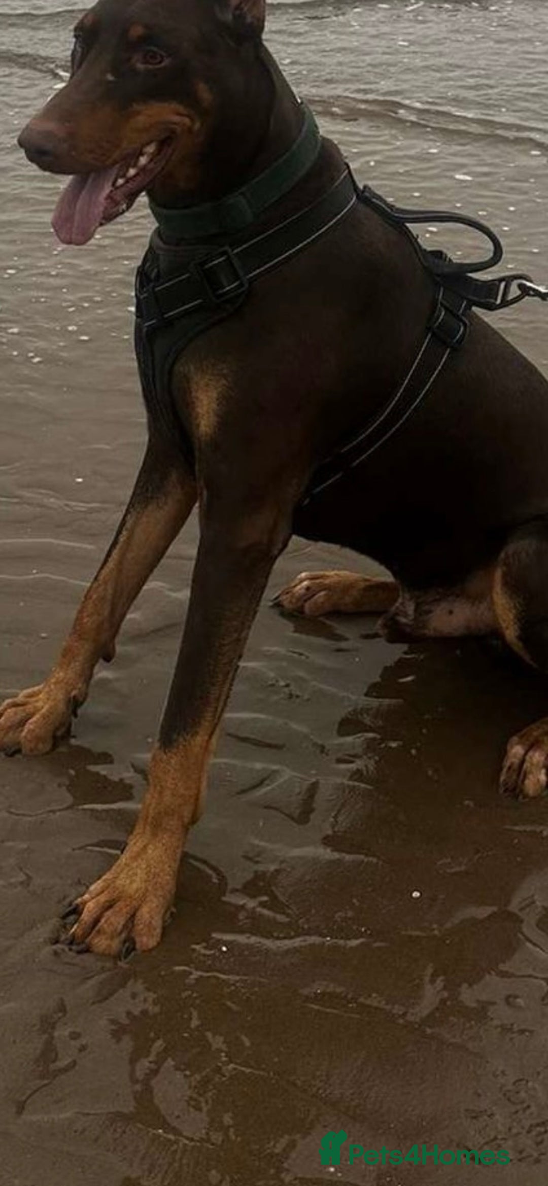 Dobermann dogs for sale: Chocolate Dobermans for sale- due 27/12/2025 - Advert 3