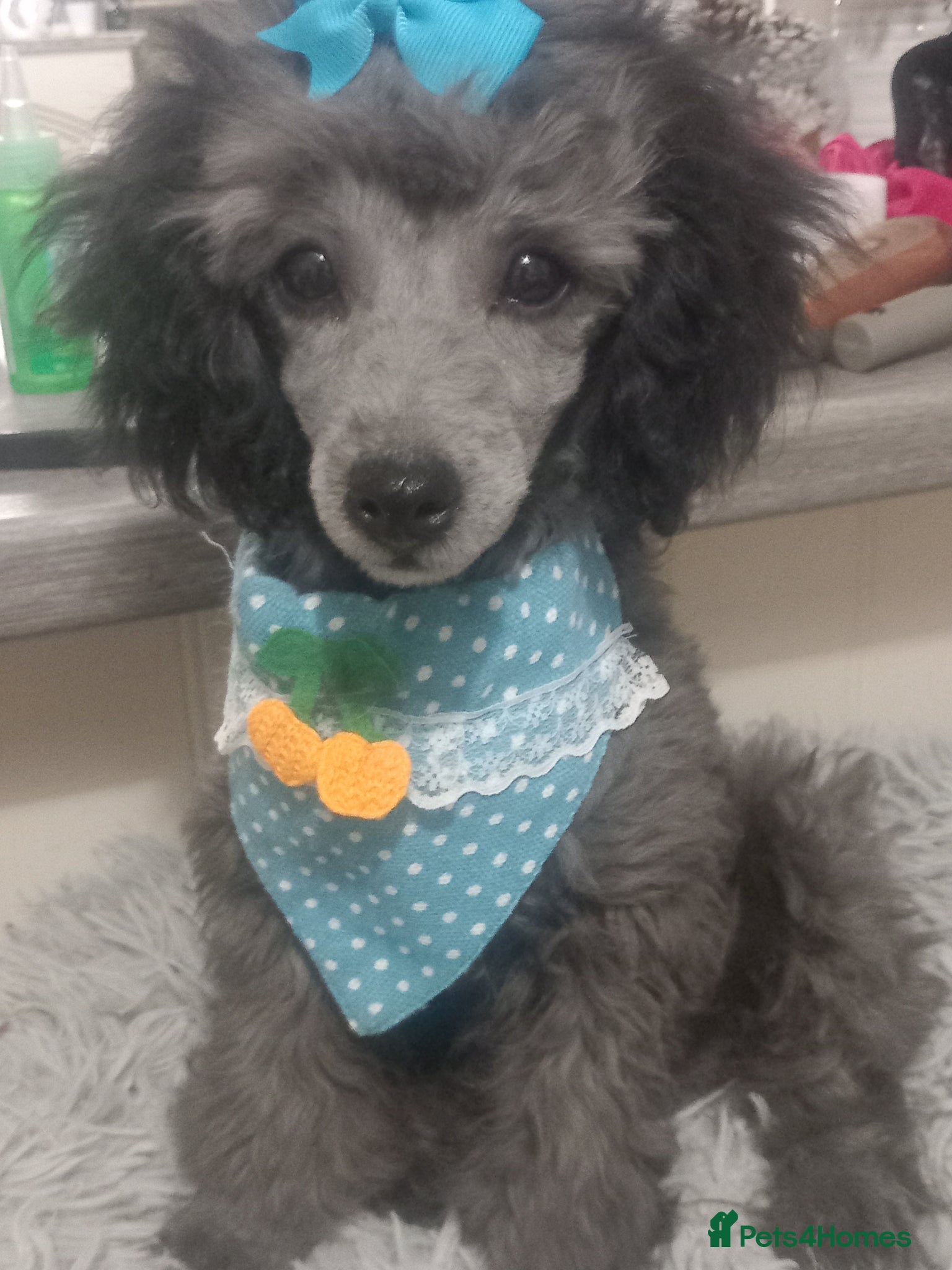 Toy Poodle dogs *KC 15 WKS FULL PEDIGREE SILVER/BLACK TOY POODLES - Advert 8