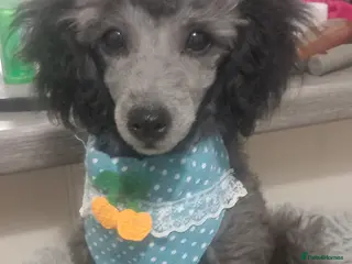 Toy Poodle dogs *KC 15 WKS FULL PEDIGREE SILVER/BLACK TOY POODLES - Advert 8