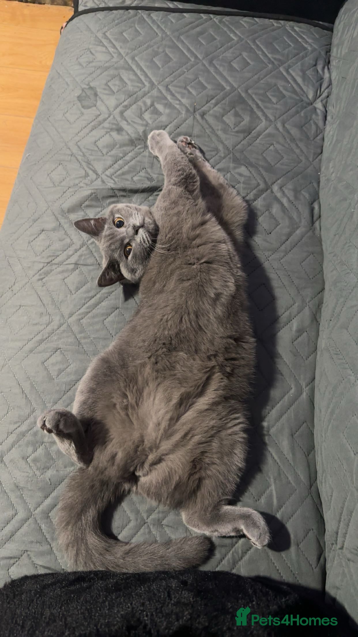 British Shorthair cats British shorthair female cat - neutered.  - Advert 2