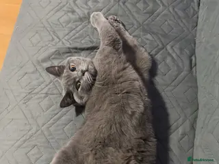 British Shorthair cats British shorthair female cat - neutered. - Advert 2