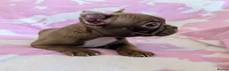 Boston Terrier dogs for sale: KC Registered Boston Terrier pups  - Advert 18
