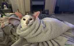 Oriental cats for sale: Oriental Male Cat - 3 years old  - Image 2
