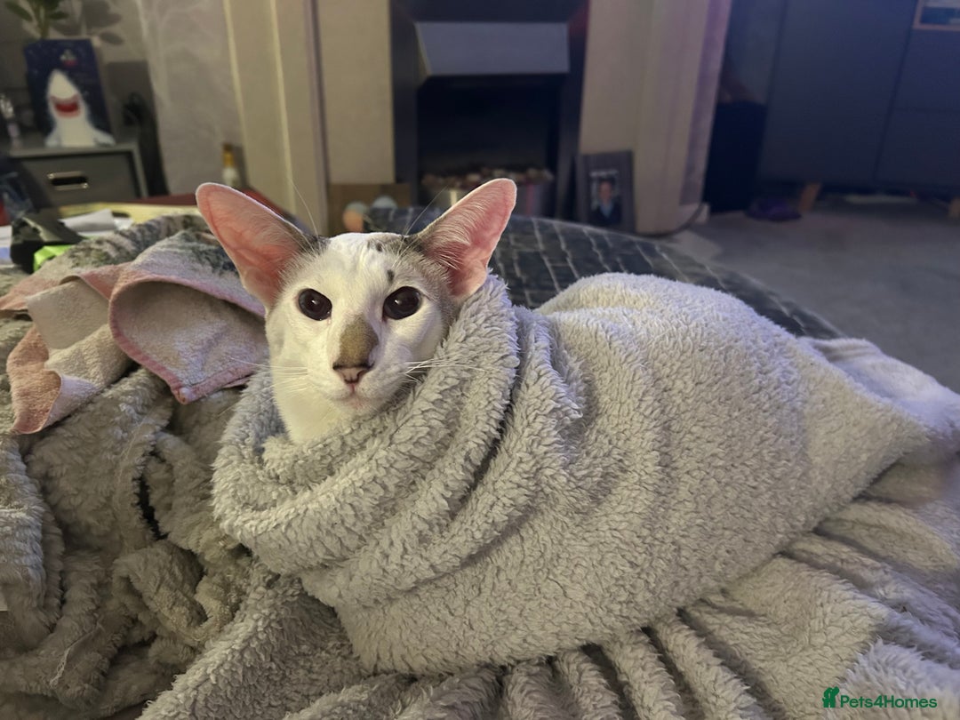 Oriental cats for sale: Oriental Male Cat - 3 years old  - Image 2