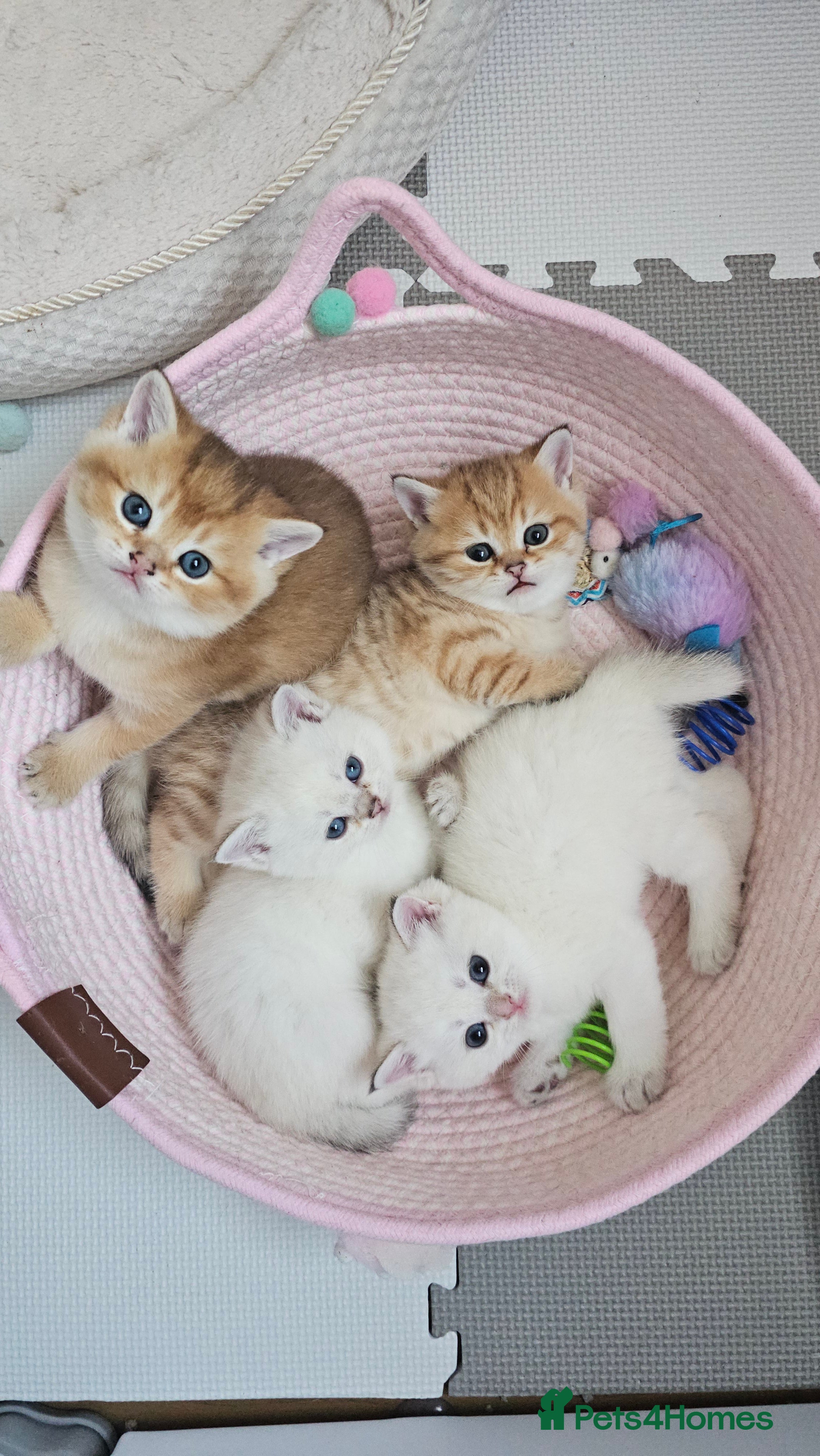 Scottish Fold cats Tica Registered pedigree kittens  - Advert 5