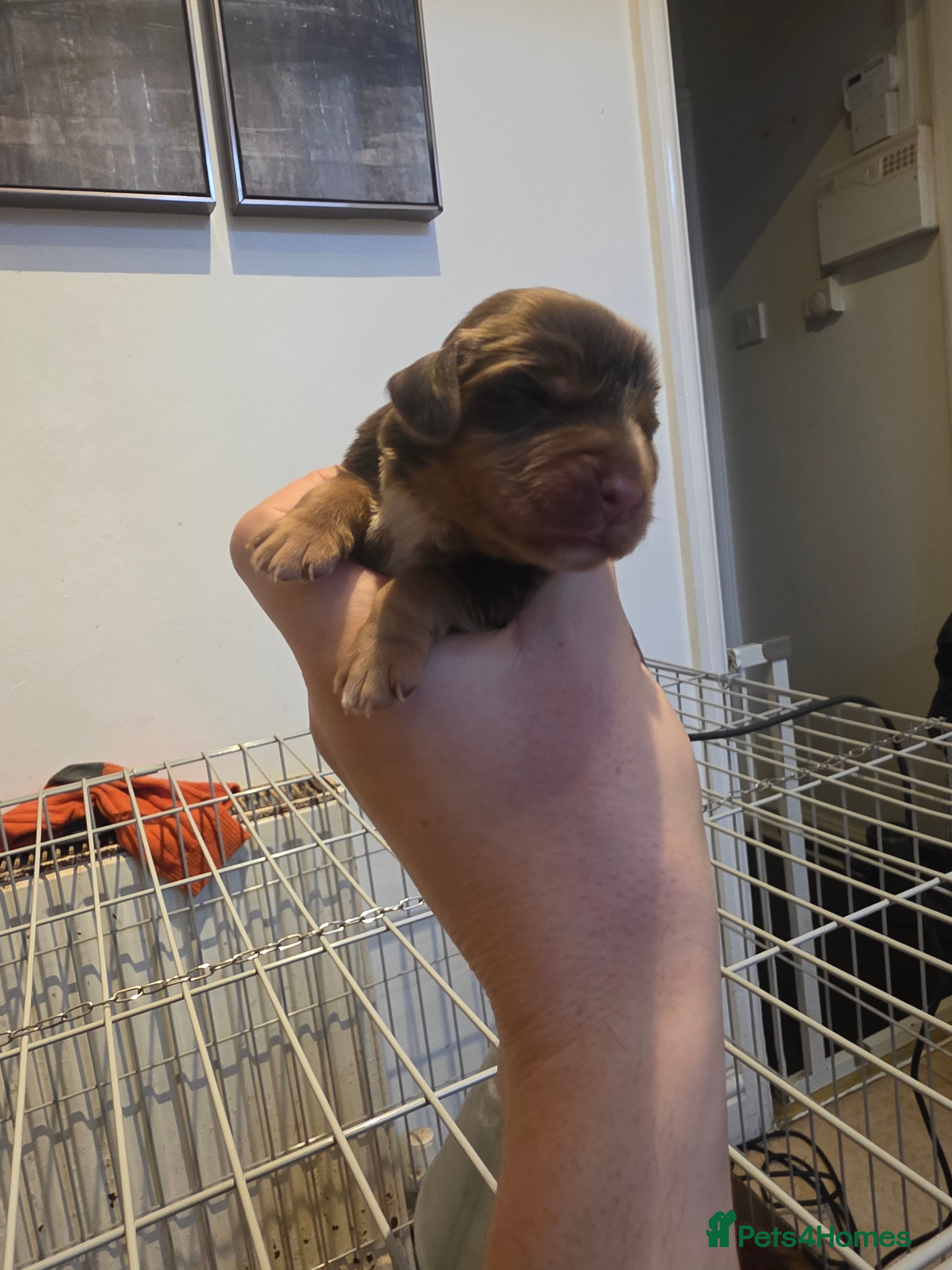 Cocker Spaniel dogs Kc registered litter - Advert 5