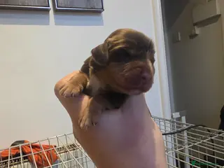 Cocker Spaniel dogs Kc registered litter - Advert 3