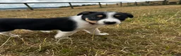 Mixed Breed dogs for sale: Kelpie x collies BEAUTIFUL LITTER - Advert 28