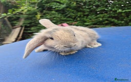Mixed Breed rabbits for sale: Holland lop rabbits 8 week old  - Image 5