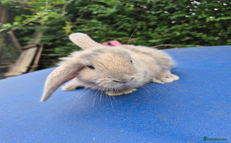 Mixed Breed rabbits - Advert 1
