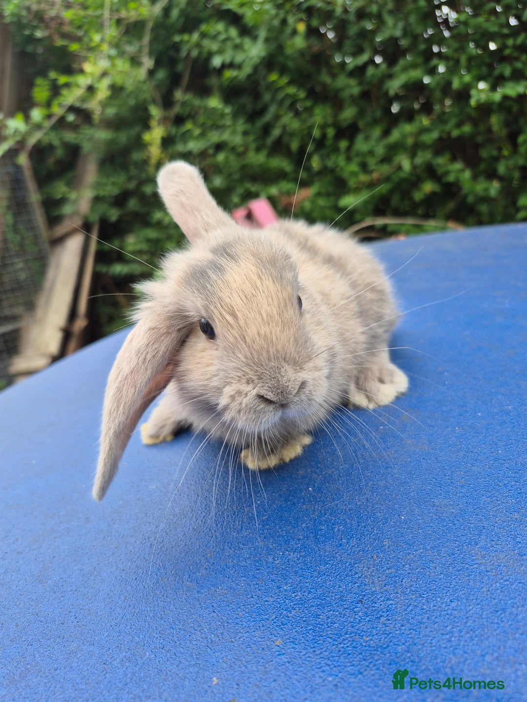 Mixed Breed rabbits for sale: Holland lop rabbits 8 week old  - Image 5