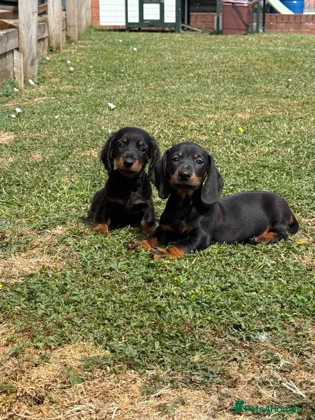 Dachshund dogs for sale: Dachshund puppies  - Advert 1