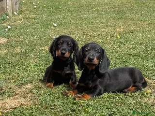 Dachshund dogs Dachshund puppies - Advert 7