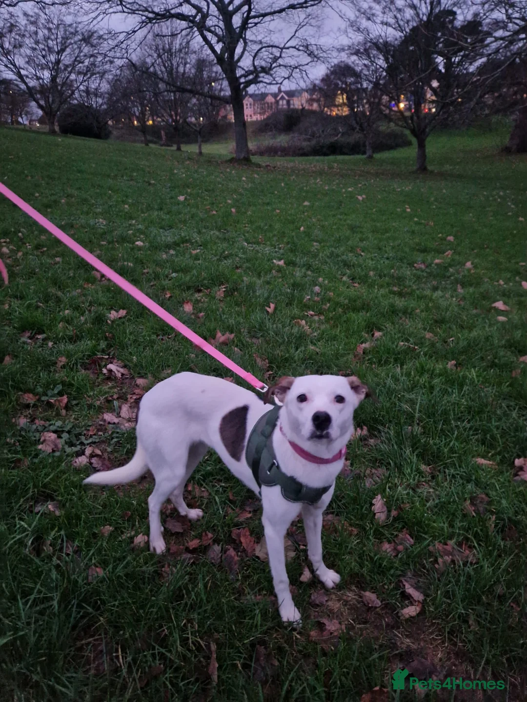 Mixed Breed dogs for adoption: Hannah, 2-3 yrs old. Available for adoption. - Advert 11