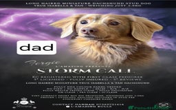 Miniature Dachshund dogs for sale: Kc registered  super mini  dachshunds  - Image 9