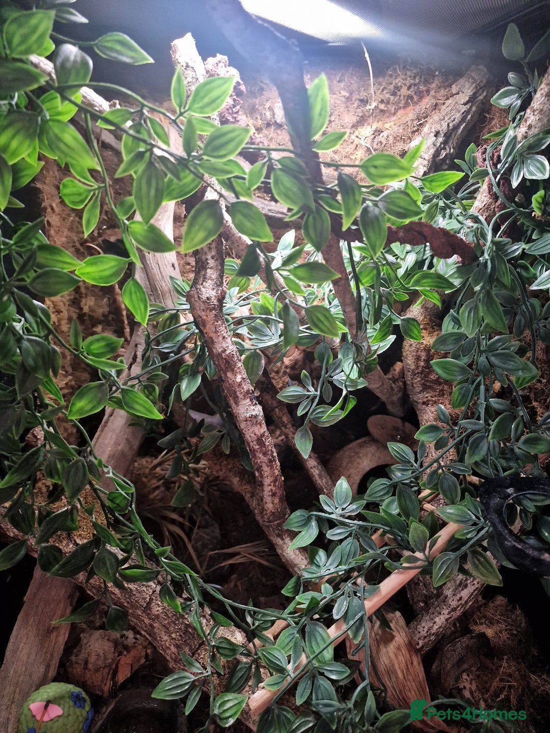 Gecko reptiles for sale: Crested Gecko and set up - Image 3
