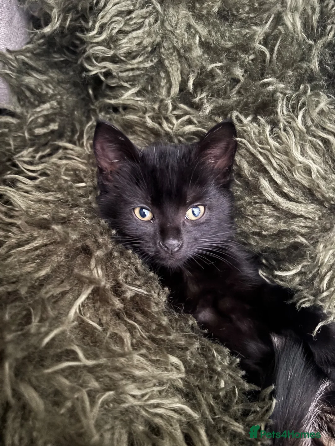 Mixed Breed cats for sale: Miss  in Wigan - Advert 4