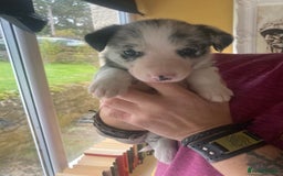 Border Collie dogs for sale: Border Collie Pups Merle, Tri-colour & Blk/wht - Image 27