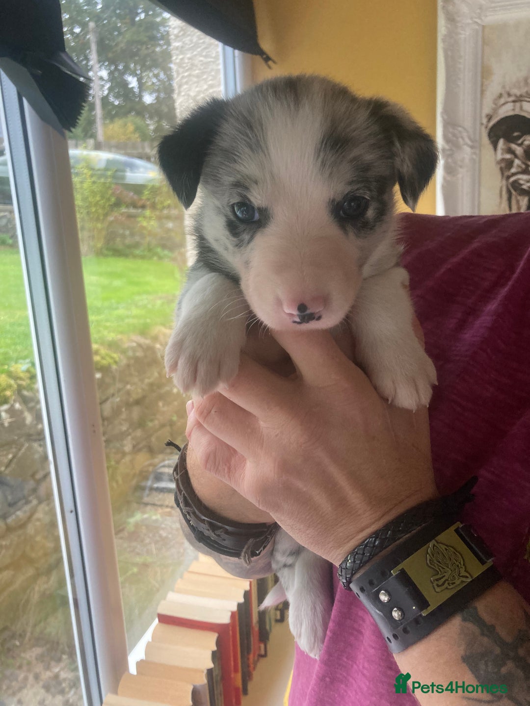 Border Collie dogs for sale: Border Collie Pups Merle, Tri-colour & Blk/wht - Image 27