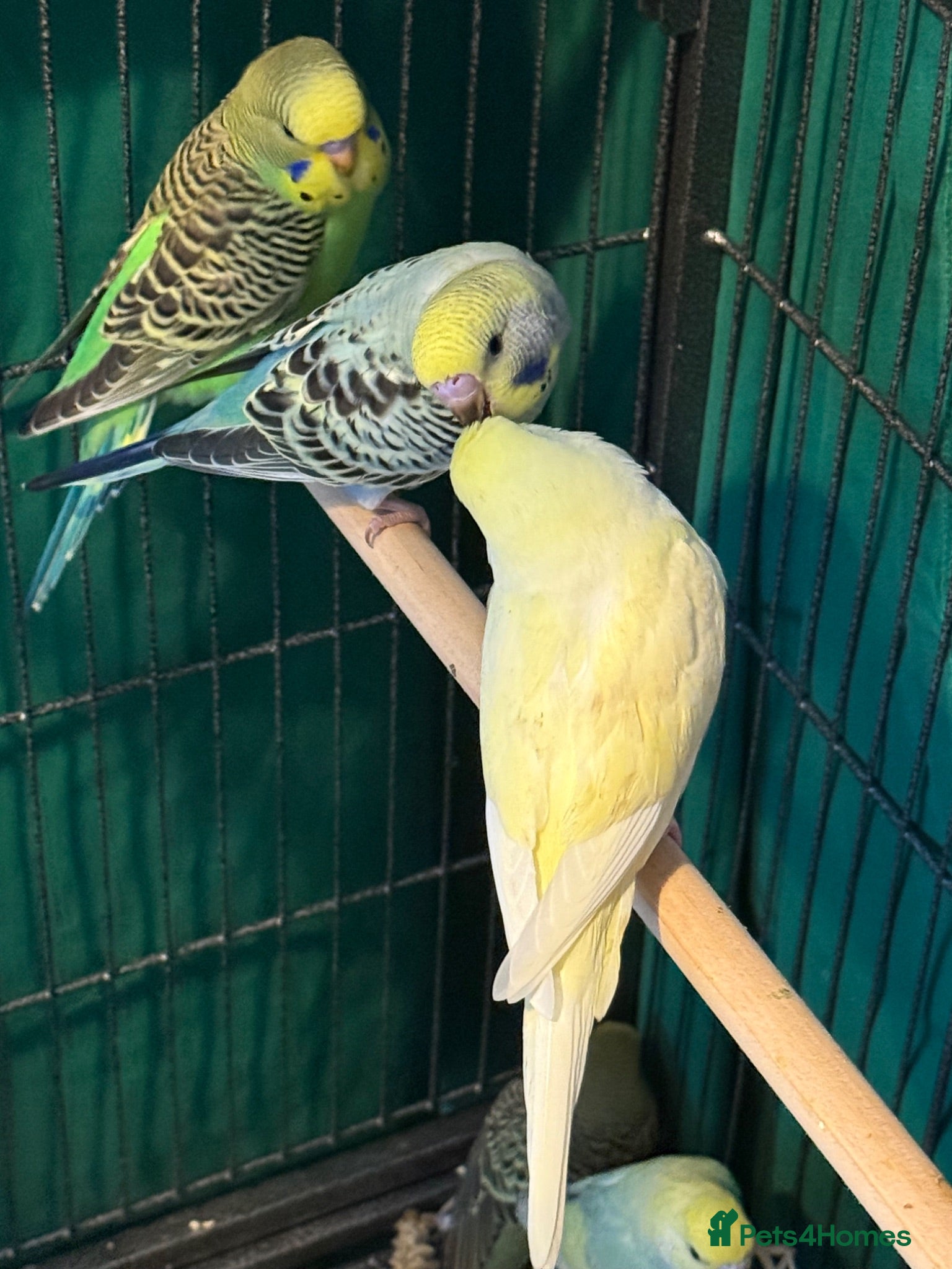 Budgerigars birds 8 week old baby budgies available in Runcorn - Advert 1