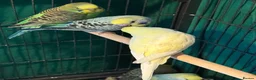 Budgerigars birds for sale: 8 week old baby budgies available in Runcorn - Advert 1