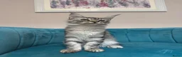 Maine Coon cats for sale: TICA Pedigree Registered Maine Coon Kittens - Advert 20