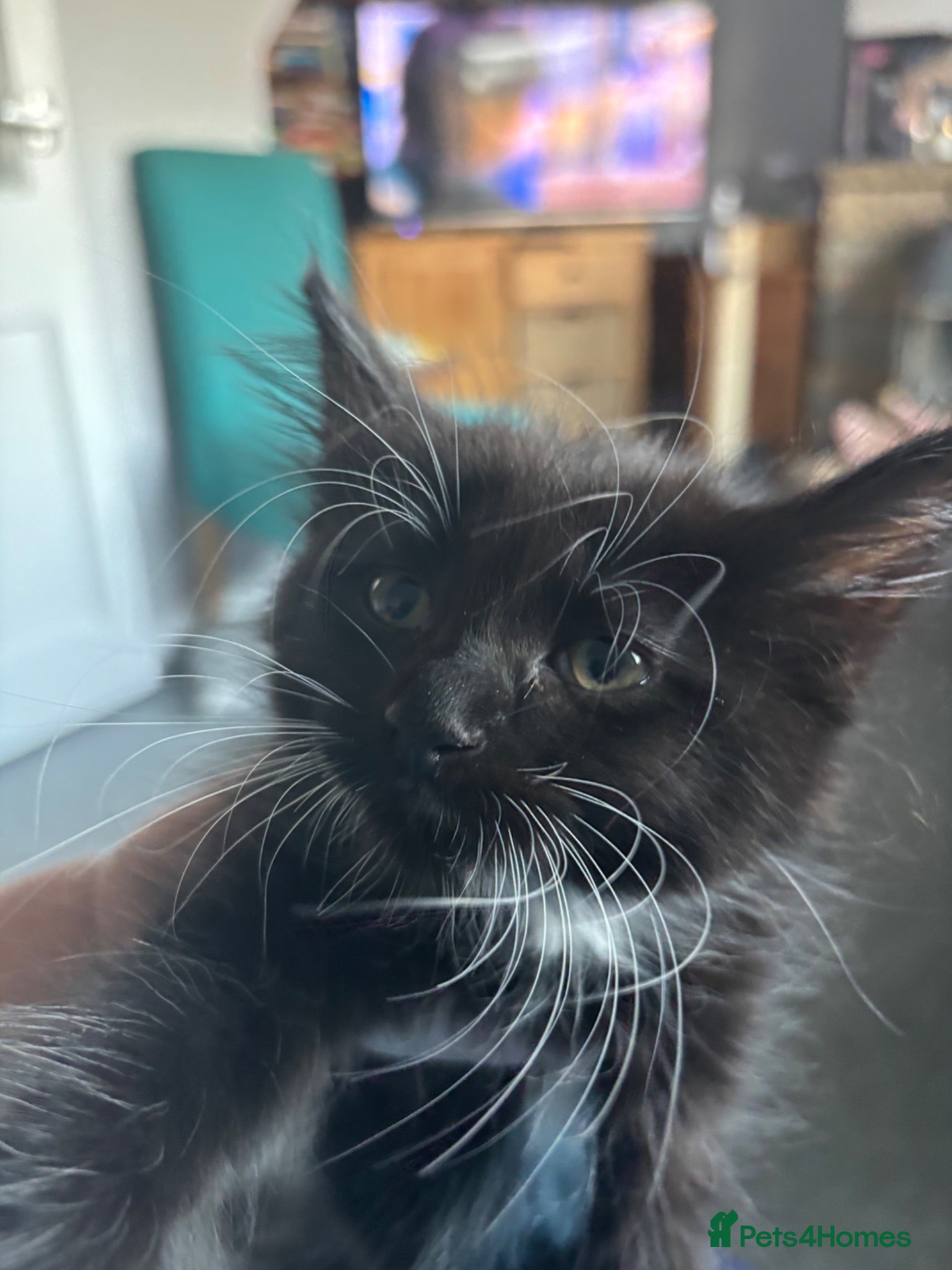 Mixed Breed cats One beautiful kitten looking for forever home  - Advert 3
