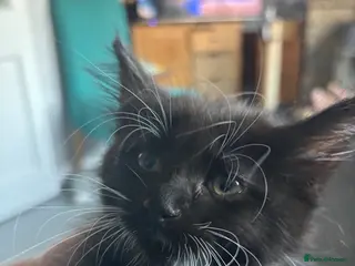 Mixed Breed cats One beautiful kitten looking for forever home - Advert 3