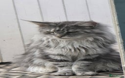 Maine Coon cats for sale: Last 3 Girls!! - Image 3