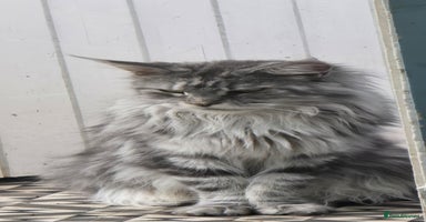 Maine Coon cats - Advert 7