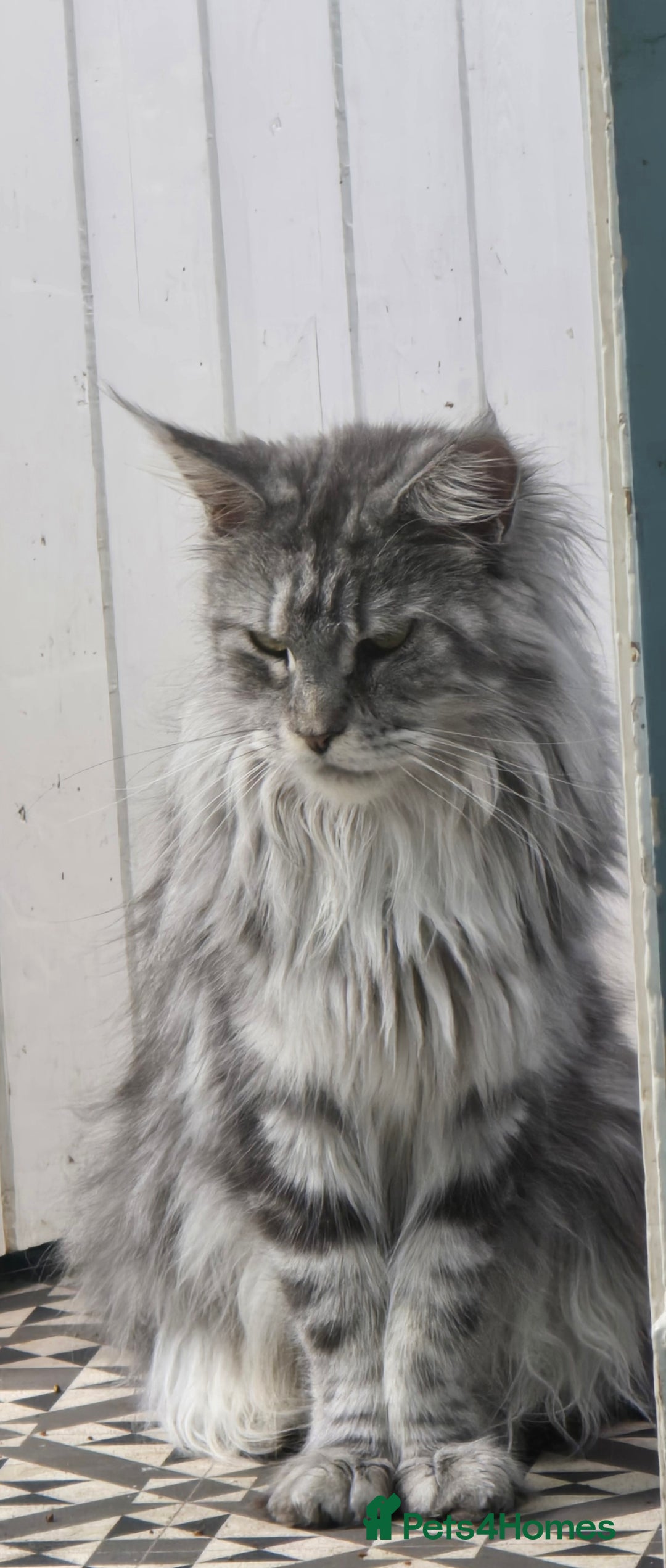 Maine Coon cats for sale: Last 3 Girls!! - Image 3