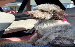 Australian Labradoodle dogs for sale: *waiting list* Australian labradoodles - Image 37