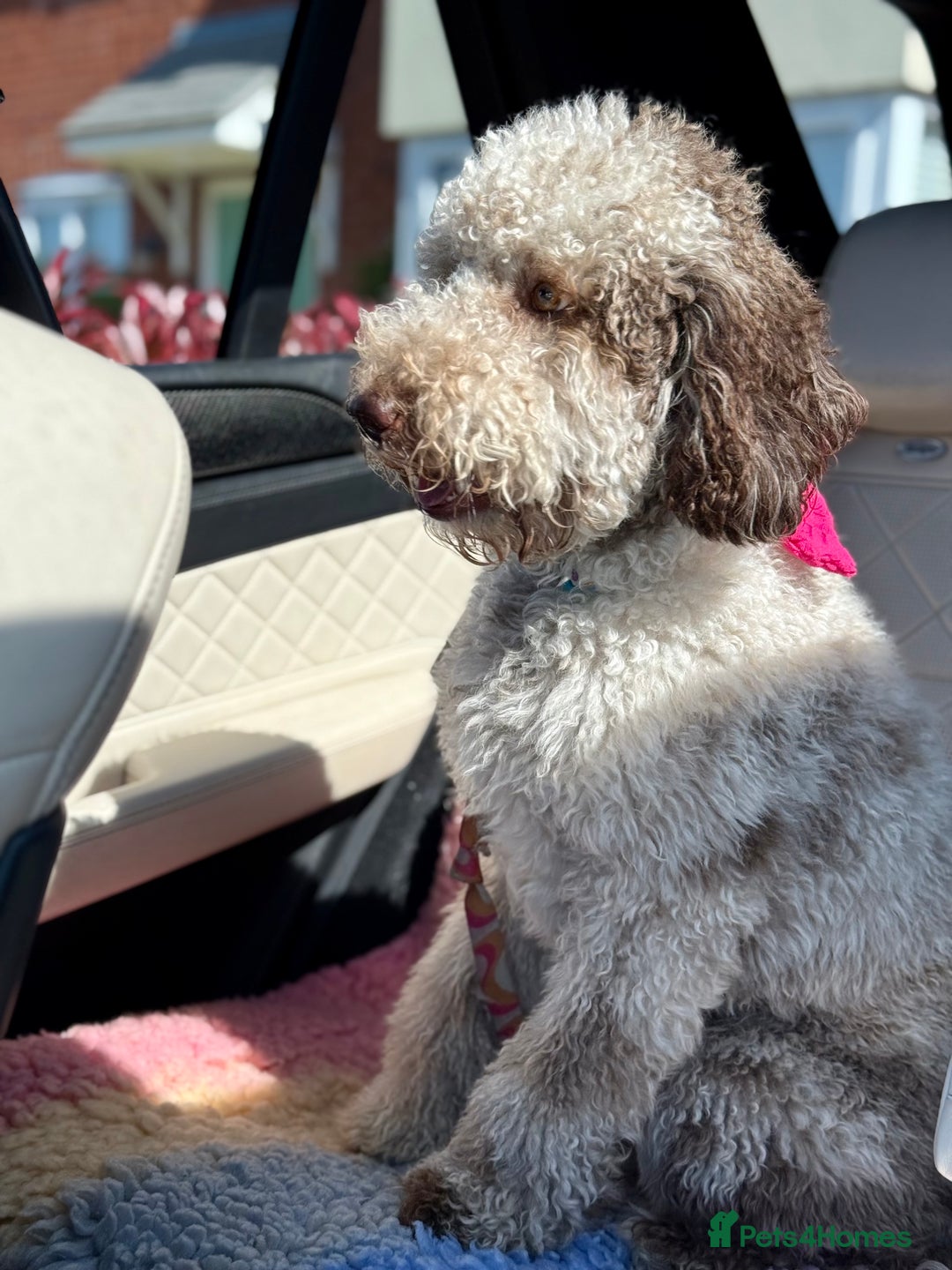 Australian Labradoodle dogs for sale: *waiting list* Australian labradoodles - Image 37