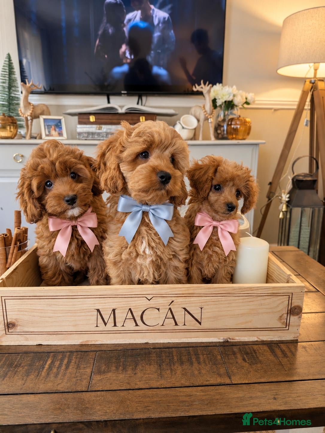 Cockapoo dogs Cockerpoos Ready to leave 3 left  - Advert 18