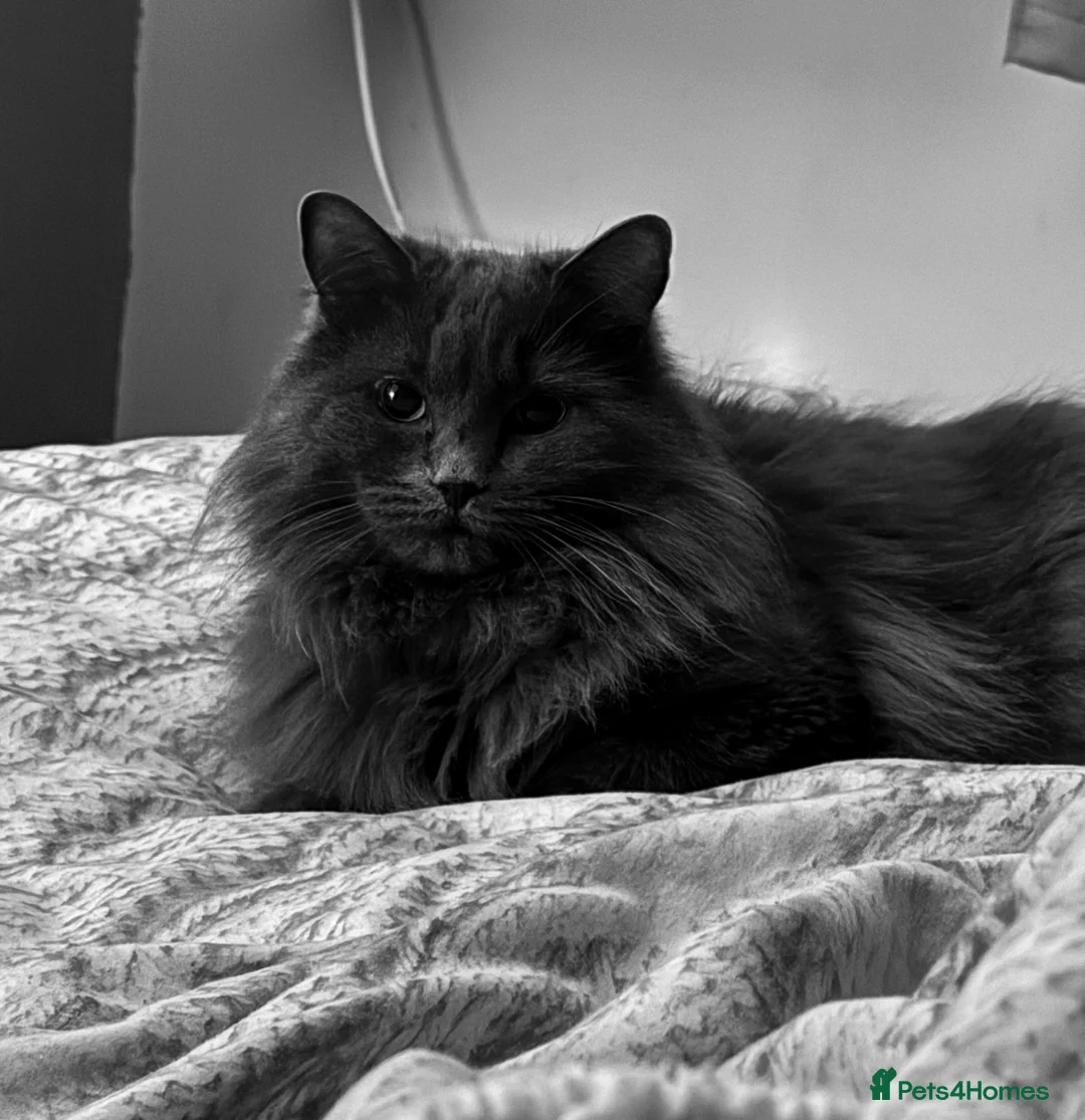 British Longhair cats for sale: 🐾 Lola looking for her new forever home 🐾 in Chesterfield - Advert 2