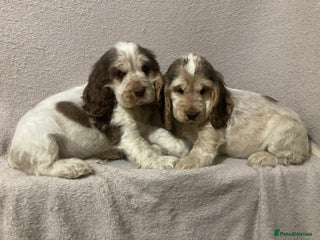 Cocker Spaniel dogs ‘Show Type’ Cocker Spaniel Puppies. KC Registered. - Advert 4