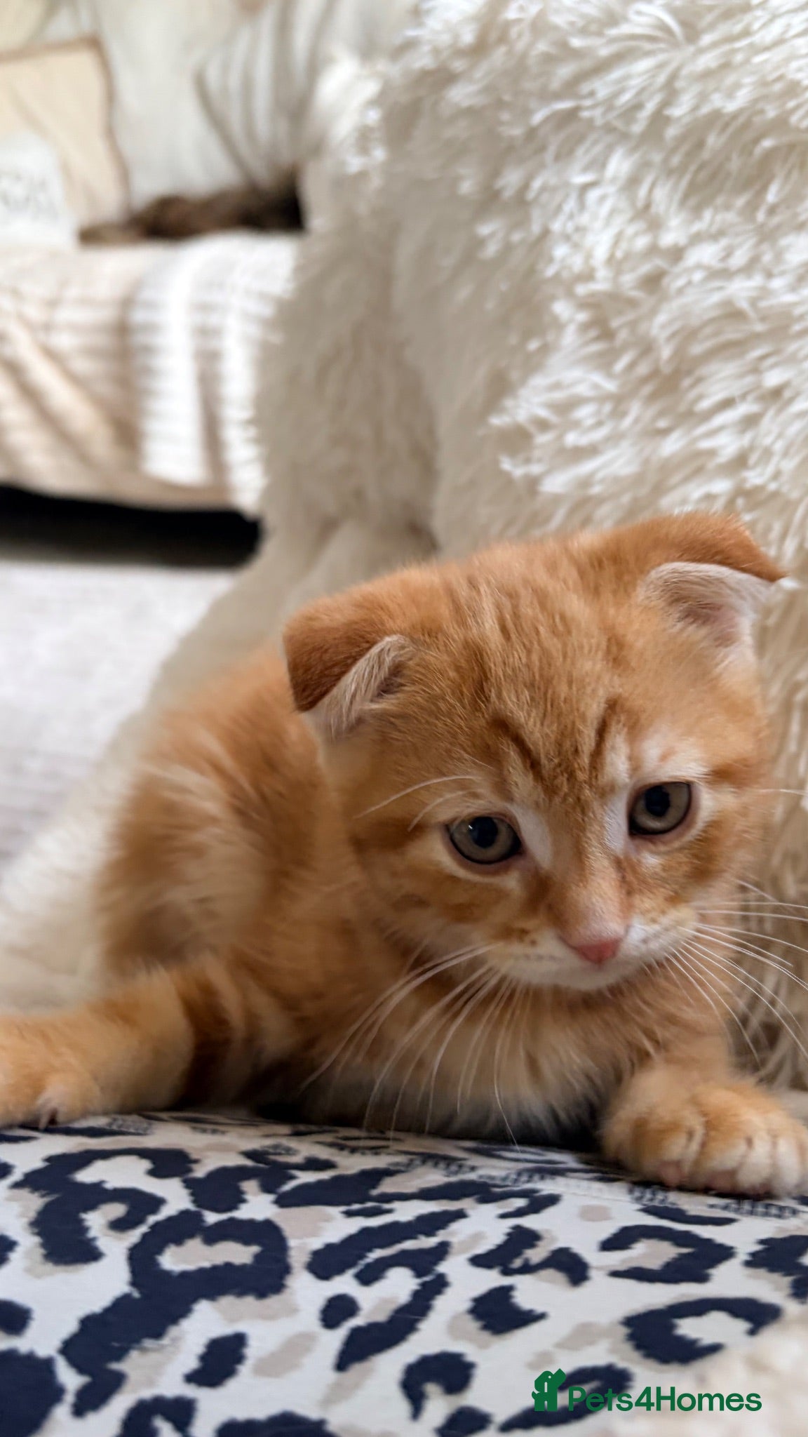Scottish Fold cats Scottish fold, bengal x - Advert 1