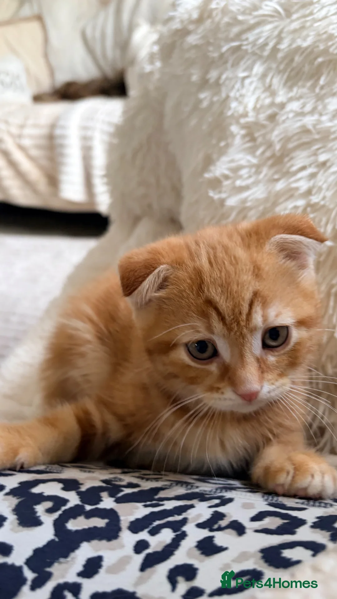 Scottish Fold cats for sale: Scottish fold, bengal x - Advert 1