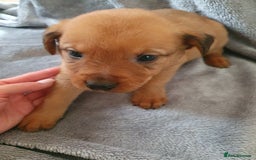 Mixed Breed dogs for sale: Beautiful mixed labrador rottweiler puppies  - Image 19