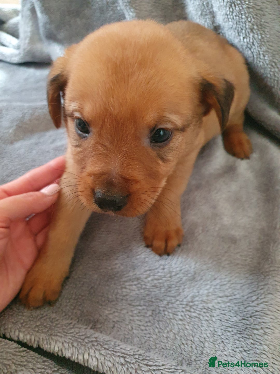 Mixed Breed dogs for sale: Beautiful mixed labrador rottweiler puppies  - Image 19