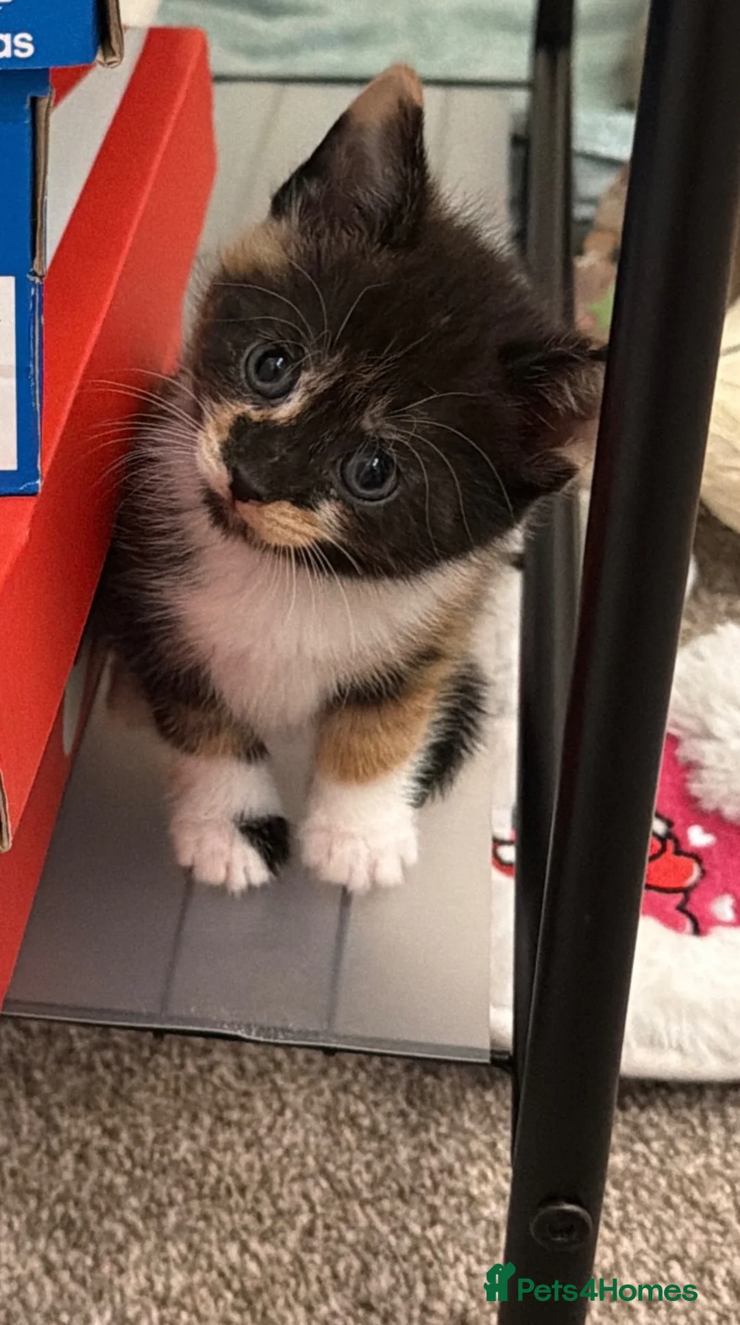 Domestic Shorthair cats for sale: Oreo💙 & Pookie💕 - Advert 12