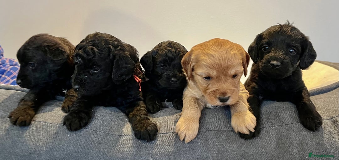 Jackapoo dogs for sale: Jackapoo Puppies - Advert 1